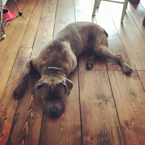 A dog resting comfortably on a wooden floor, showcasing the natural beauty and warmth of expertly installed hardwood flooring by TL Flooring.